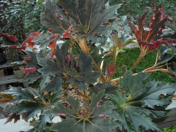 B. ‘Tarialghe’